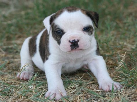 Cute Pictures of American Bulldog Puppies