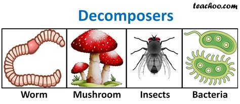 What Is A Decomposer - Are Mushrooms Decomposers Or Producers? | BackyardDigs : A decomposer is ...