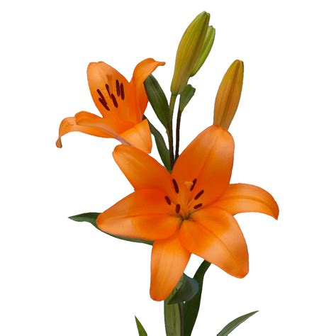 Orange Asiatic Lilies - Aisha Flowers