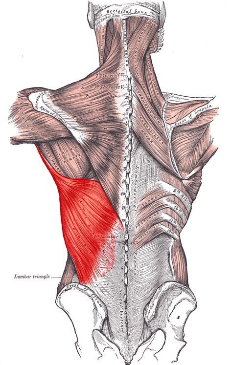 File:Latissimus dorsi.PNG - Wikipedia, the free encyclopedia