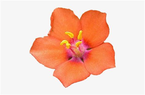 Scarlet Pimpernel Flower Symbolism | Best Flower Site