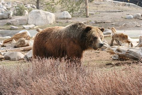 Free photo: Grizzly, Bear, Mammal, Yellowstone - Free Image on Pixabay ...