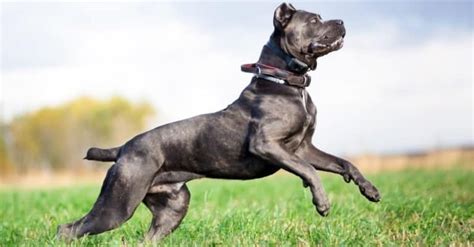 Cane Corso Pictures - AZ Animals