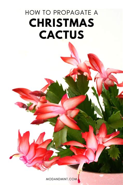 3 Ways to do Christmas Cactus Propagation