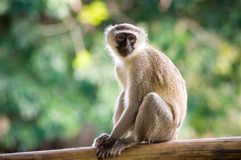 Monkey history and some interesting facts