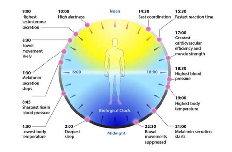 Circadian Rhythms - Sync Your Sleep-Wake Cycles | Integrative Medicine