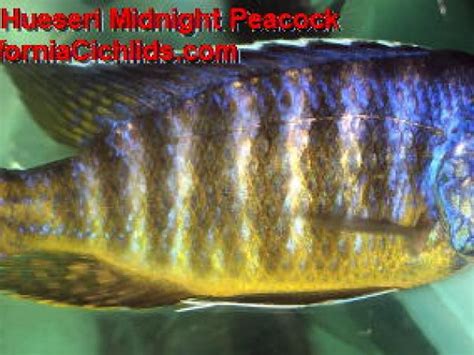 African Peacock Cichlids for Sale | Buy Assorted Victorian & Mbuna ...