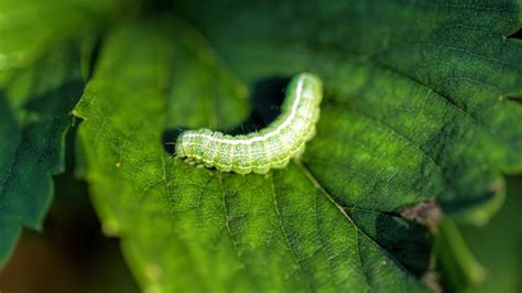 Garden Caterpillar Identification Guide (With Photos) - Owlcation