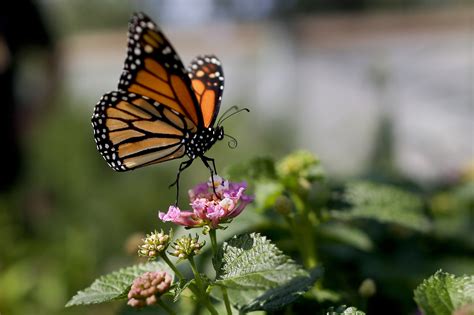 Monarch butterfly population moves closer to extinction