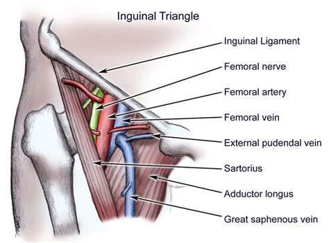 Femoral Triangle (VAN goes up the hill): Femoral vein, artery, and ...