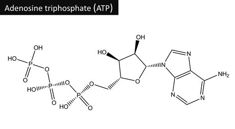 The Chemical Energy Of Life – Systemic Formulas