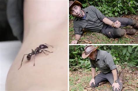 Coyote Peterson stung by bullet ant – most painful insect in world - Daily Star