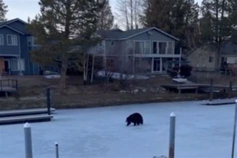 Watch California's Rampaging Black Bear Hank the Tank Startle Family in ...