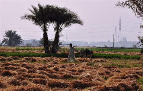 Farming by the Nile in Egypt Editorial Photography - Image of farming ...