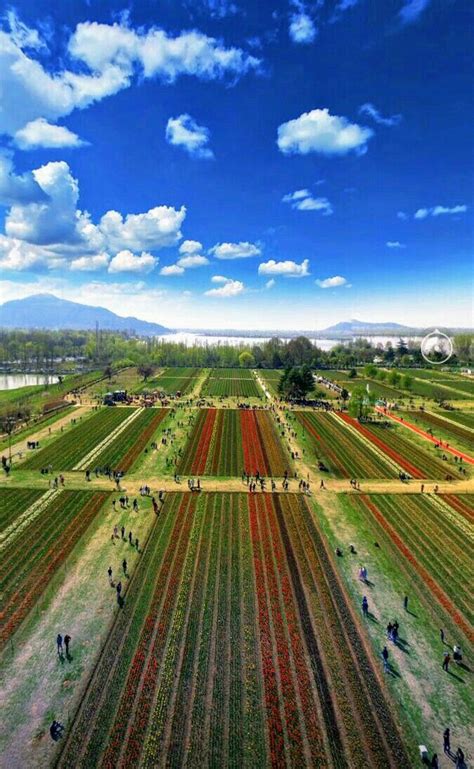 Stunning View of Tulip Garden, Kashmir | Valley of flowers, Tulips ...