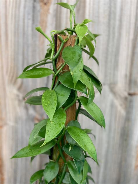 Large Vanilla planifolia vanilla bean orchid. 24-26in 6pot. | Etsy