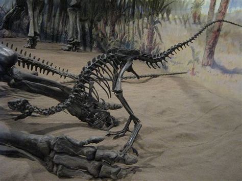 ORNITHOLESTES | Ornitholestes theropod coelurosaur bird like dinosaur ...