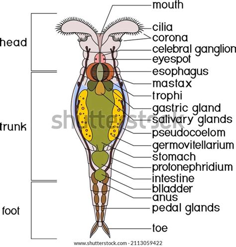 Labeled Rotifer Diagram