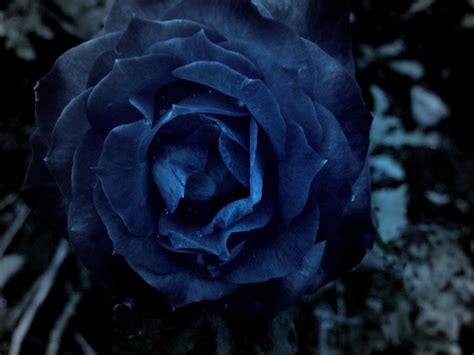 🔥 [50+] Dark Blue Roses Wallpapers | WallpaperSafari