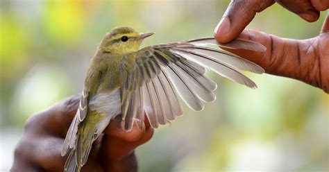 Scientists Make a Sweet Discovery on a West African Cocoa Farm | Audubon