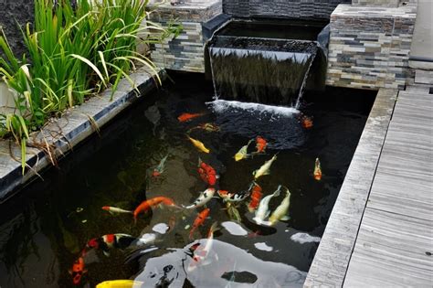 How Big Should A Koi Pond Filter Be? - Pond Heaven