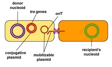 Bacterial Conjugation: steps and mechanism of transfer of plasmid from ...