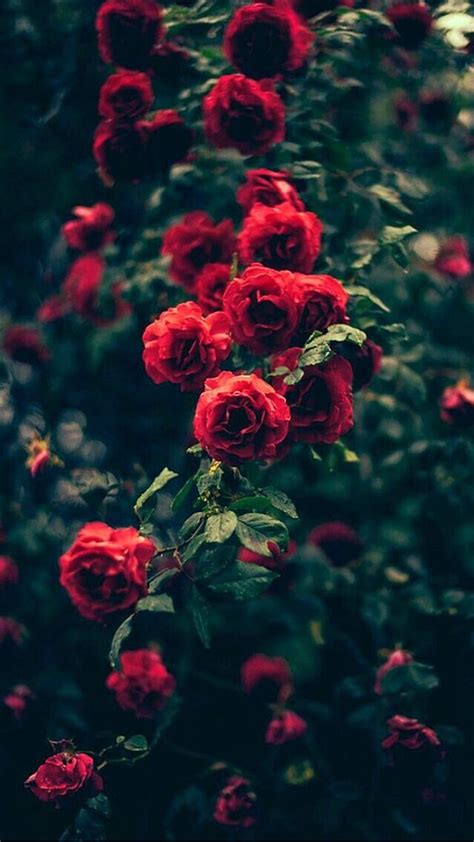 Beautiful Garden Red Roses Flowers iPhone 8 Wallpapers Free Download