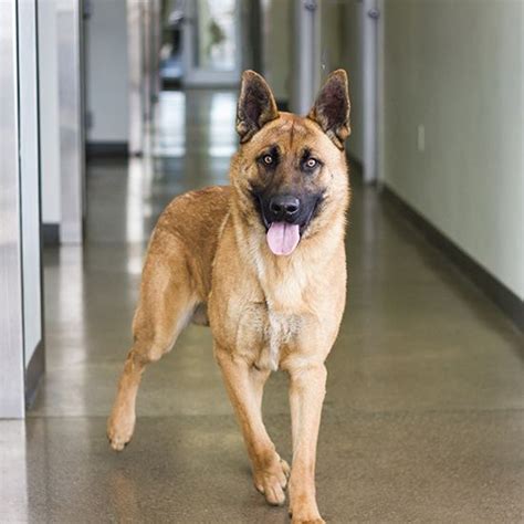 A040663 My name is ORO. I am a male, tan and black German Shepherd Dog. The shelter staff think ...