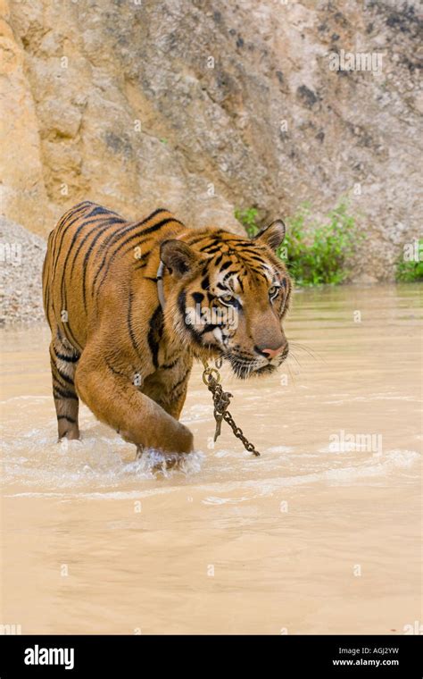 Kanchanaburi Tiger Tiger Temple Thailand Stock Photo - Alamy