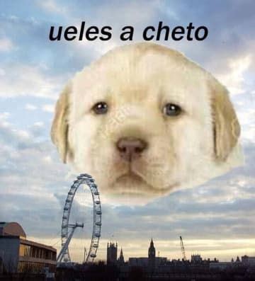 25 Memes del perrito tierno que son, efectivamente, muy tiernos | Memes perros, Memes y Memes ...