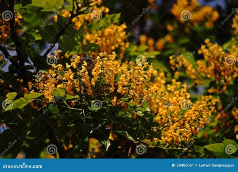 Beautiful Flower`s Panicle of Deciduous Tree Call Narra or Pterocarpus Indicus Stock Image ...