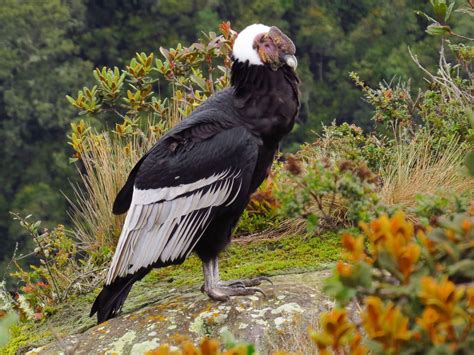 Andean Condor Wallpapers - Wallpaper Cave