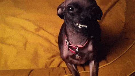 Fearsome chihuahua shows her adorable snarling teeth / Boing Boing