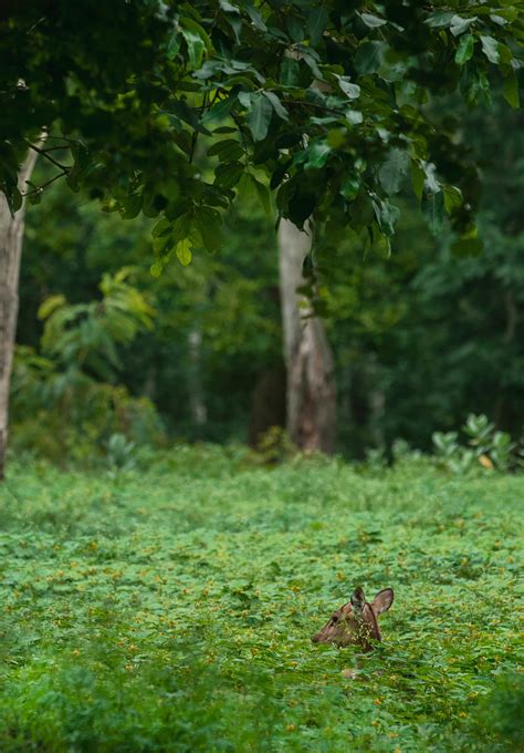 Spotted deer