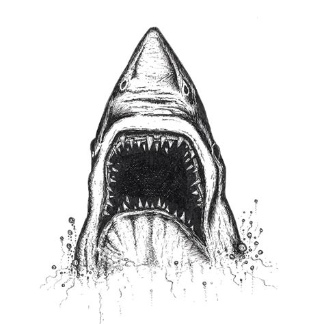 Shark head drawing | Jaws shark head pen sketch. Sharks head illustration