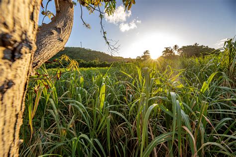 B63118: The Rebel of our Sugar Cane Varieties - CaneCo : CaneCo