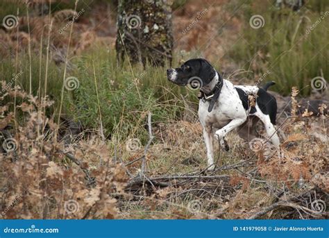 Hunting Dog, Pointer Breed, Pointing Stock Photo - Image of field, animal: 141979058