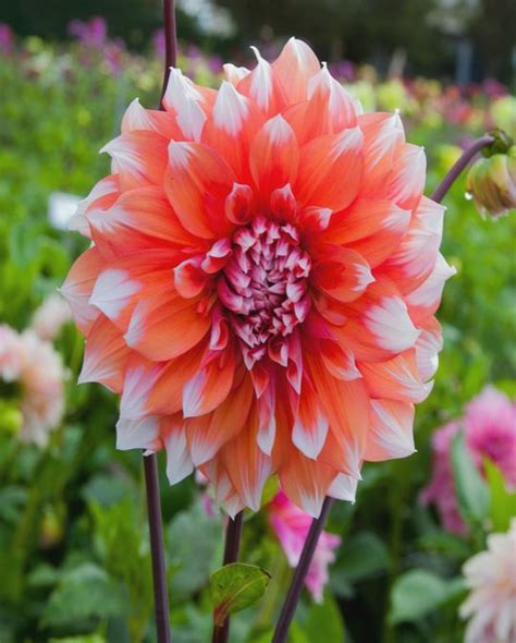 Dahlia Holland Festival from Peter Nyssen flower bulbs and plants