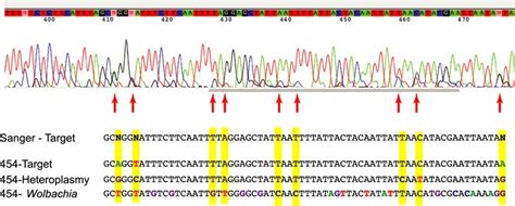 Portion of a sequence electropherogram as produced by Sanger sequencing ...