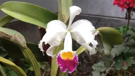 Cattleya Trianae: The National Flower of Colombia