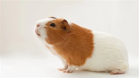 The Ultimate Guide to Guinea Pig Breeds, Markings and Colors