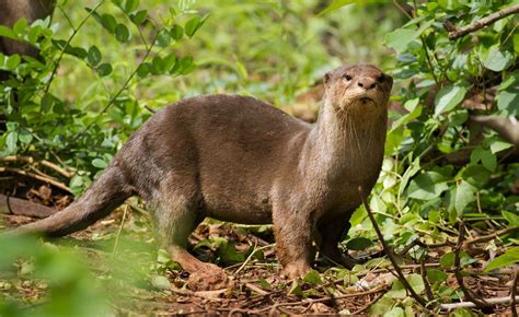 How The Elusive Otter Has Made Its Home In Goa’s Mangroves | by Visvak ...