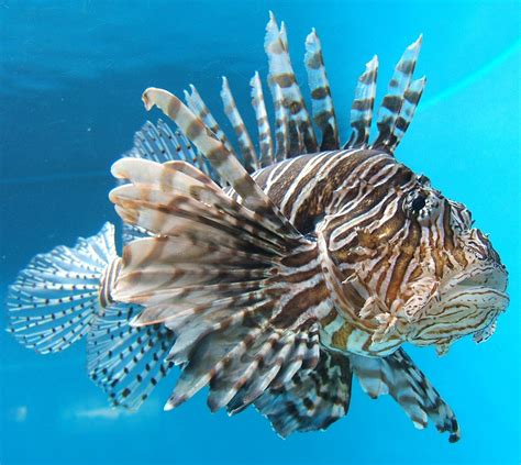 World All Animals: Lionfish