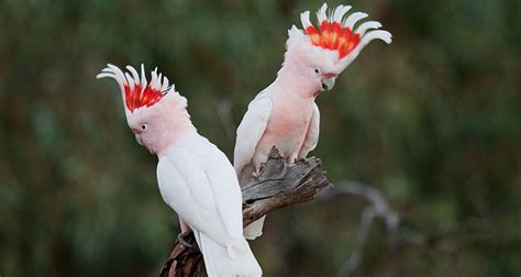 Details of Cockatoo