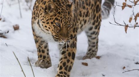 Top 10 facts about Amur Leopards | WWF