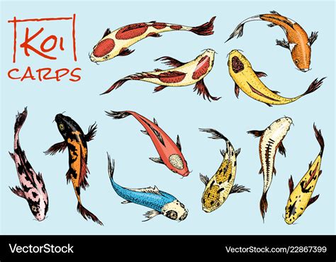 Set of koi carps japanese fish colored korean Vector Image