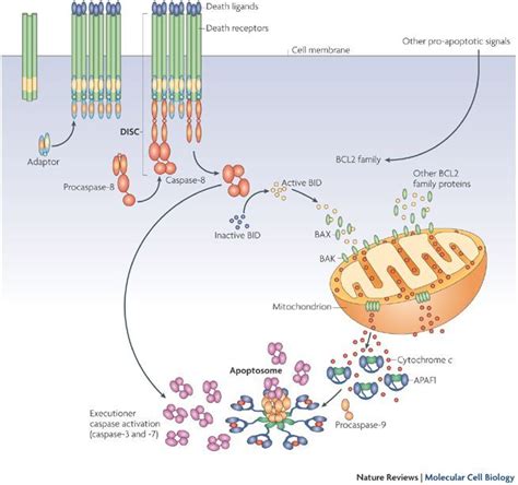 Cytochrome c is primarily known for its function in the mitochondria as ...