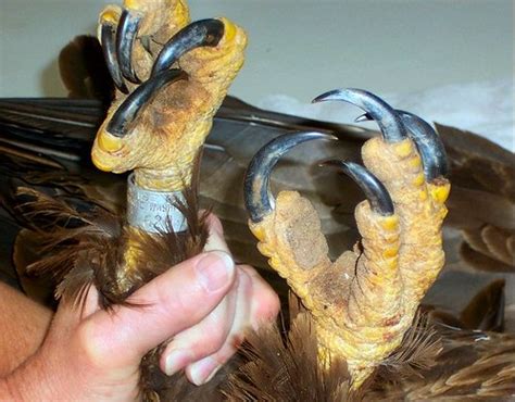 Bald Eagle talons | How about them talons? | Gulf Coast Wildlife Rescue ...