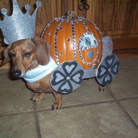 20 Creative Ways To Dress Your Weenie This Halloween | Diy dog costumes, Dachshund costume ...