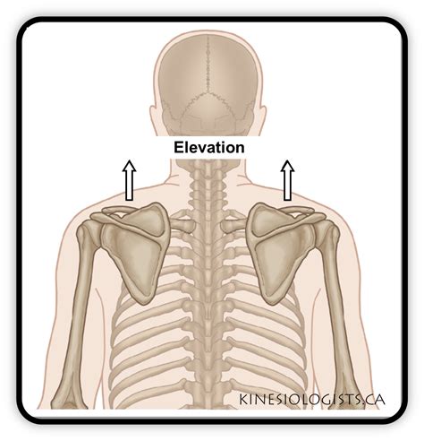 Shoulder Girdle - KINESIOLOGISTS.CA Studio - CloverdaleKINESIOLOGISTS ...